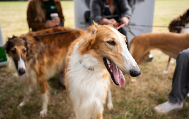 Piknik jubileuszowy z okazji 75-lecia Instytutu Zootechniki PIB w Balicach 29