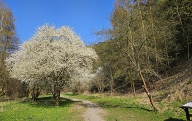 Sołectwo Kobylany 10