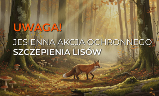 Zdjęcie do Jesienna Akcja Szczepienia Lis&oacute;w Przeciwko Wściekliźnie w Małopolsce