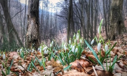 Zdjęcie do Spotkanie w świetlicy Nadleśnictwa Krzeszowice i spacer po Lesie Zabierzowskim