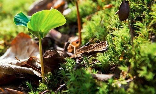 Zdjęcie do Zaproszenie Nadleśnictwa Krzeszowice
